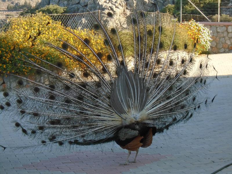 Aparthotel Lindos Nest Pefki